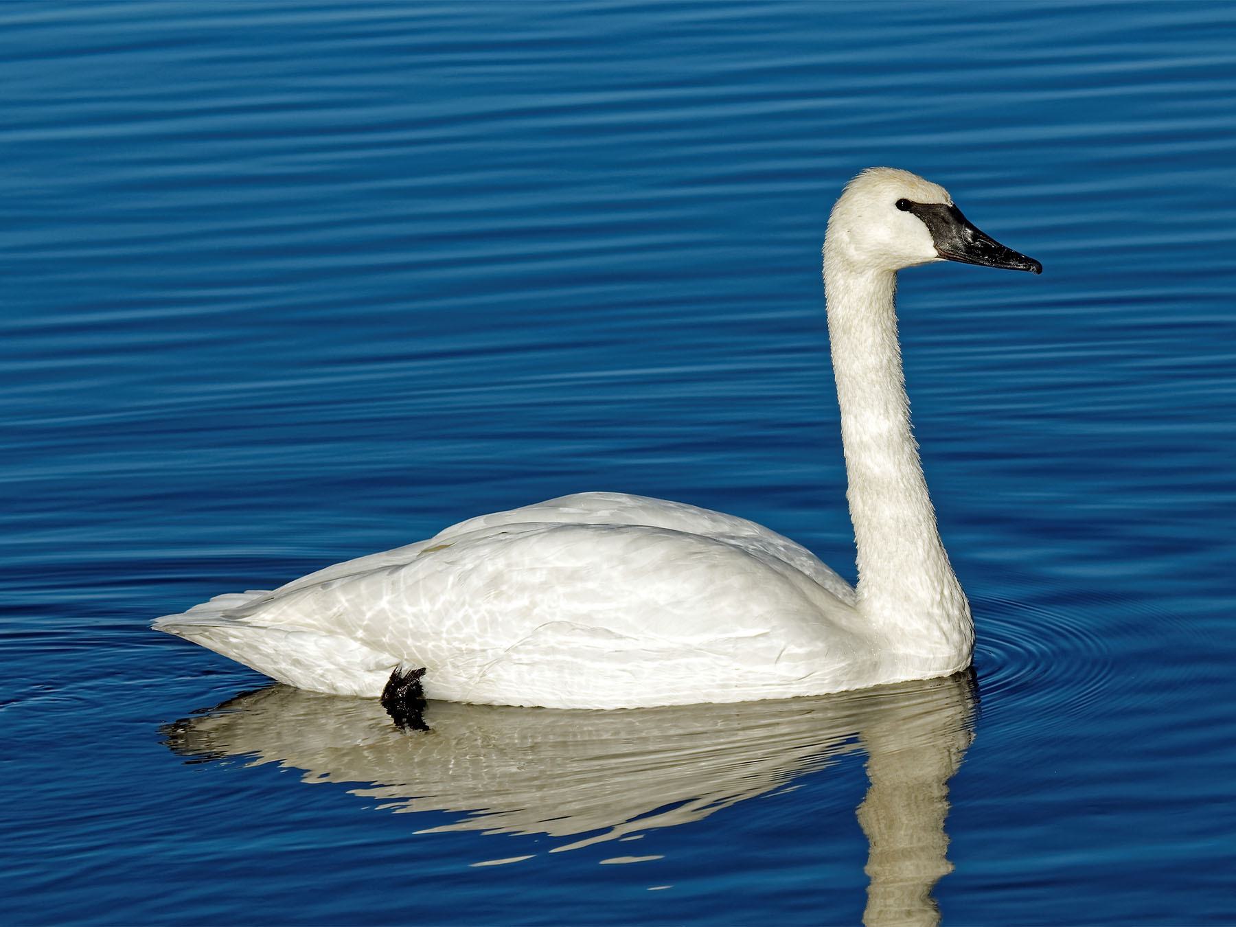 Trumpeter Swan