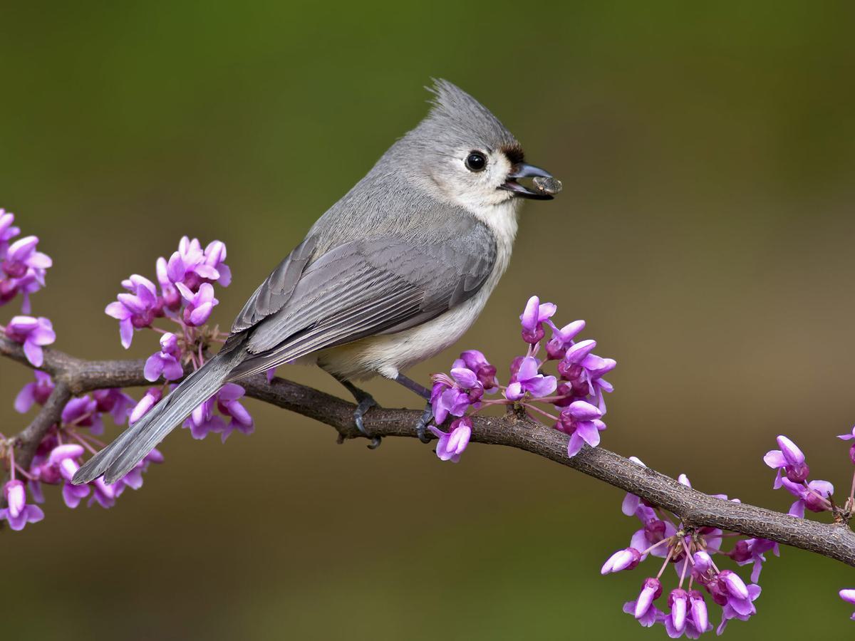 Close up of a perched Tufted Titmouse
