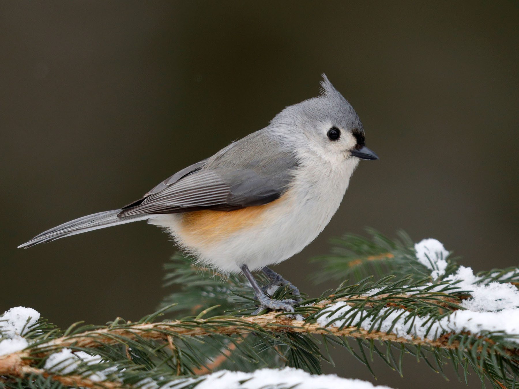 Tufted Titmouse
