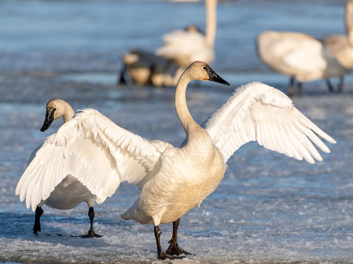 Tundra Swan (Whistling) vs Trumpeter Swan: What Are The Differences?