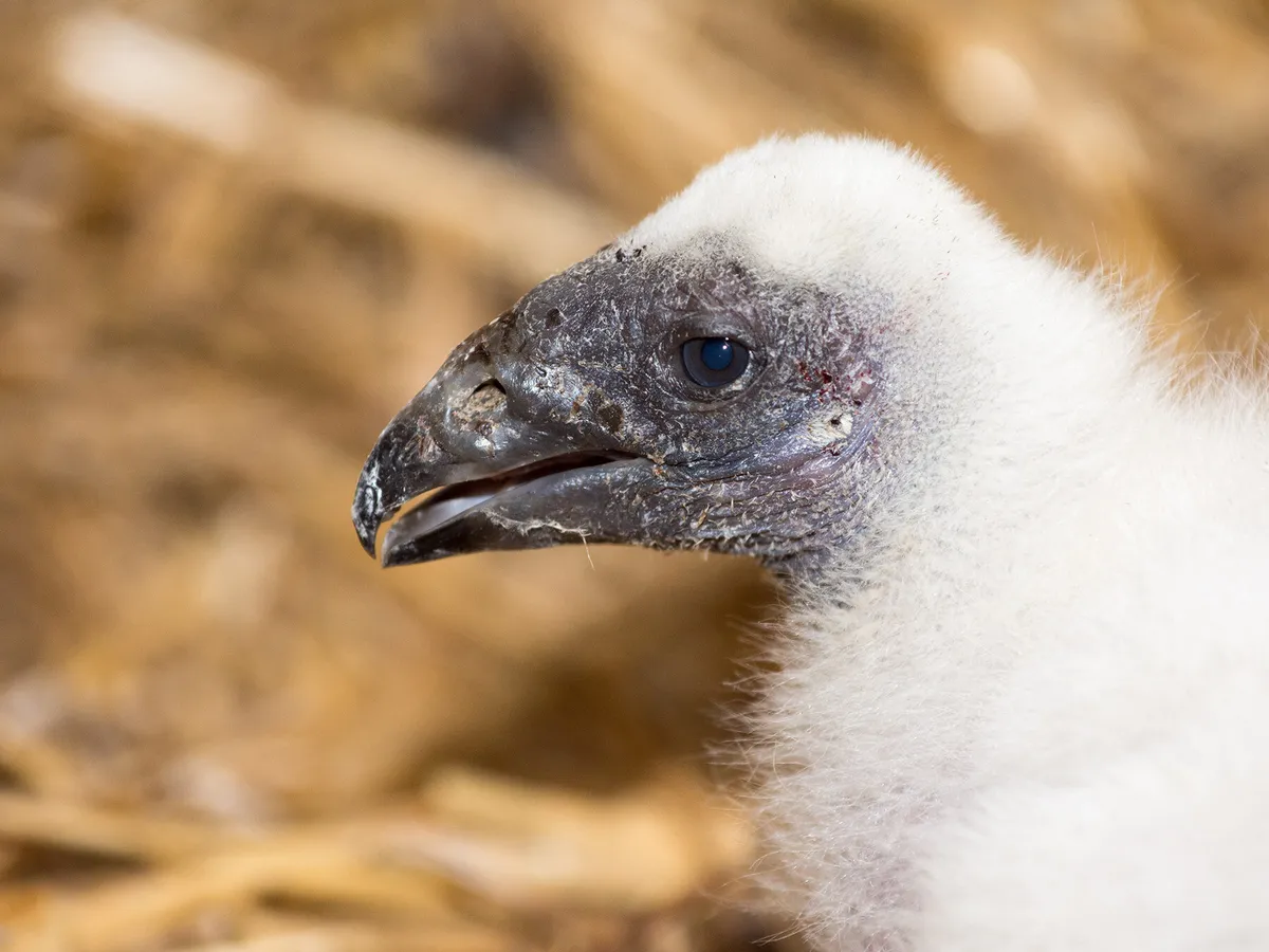 Turkey Vulture Nesting (Behavior, Eggs + Location) | Birdfact