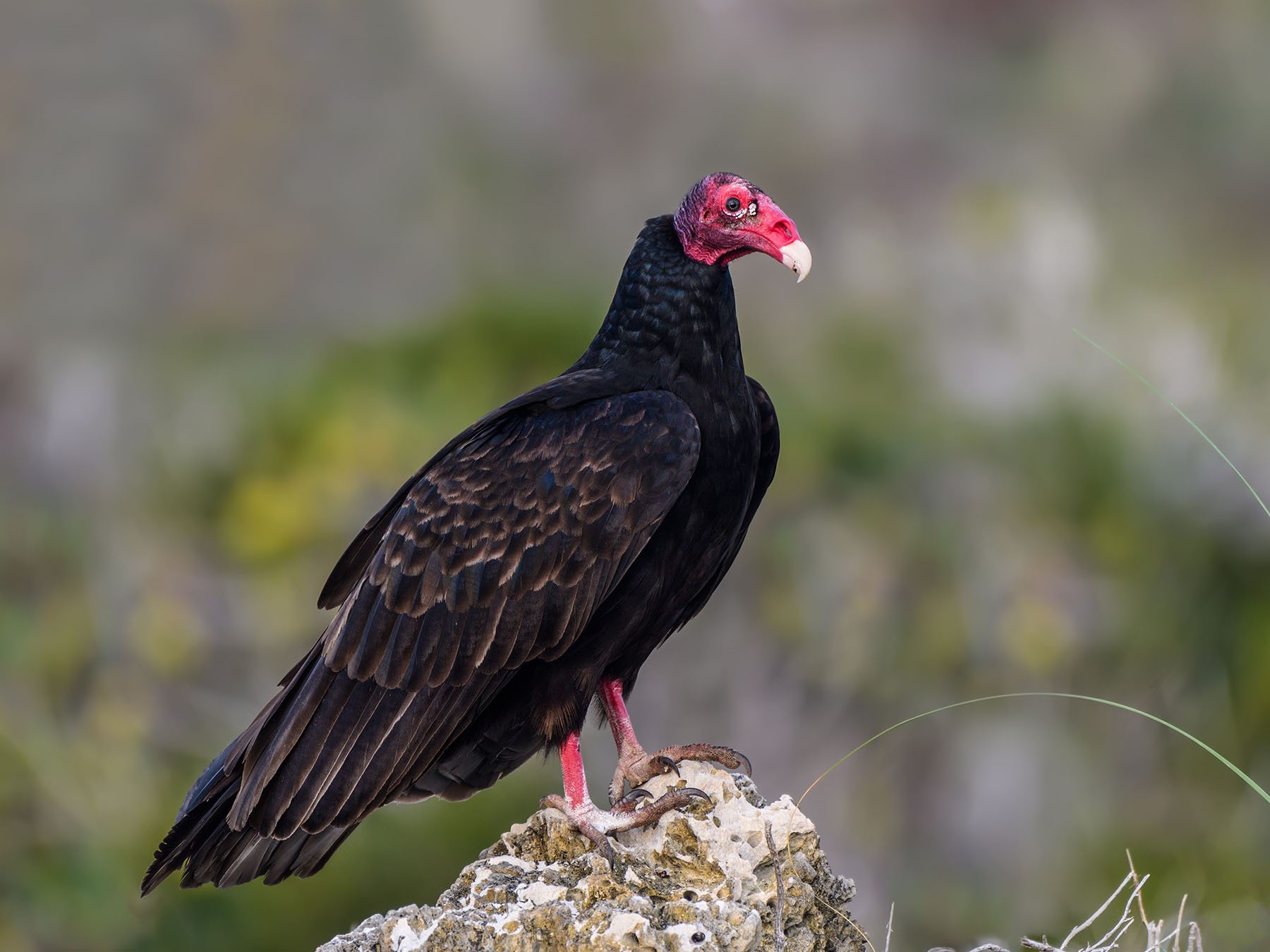 Turkey Vulture