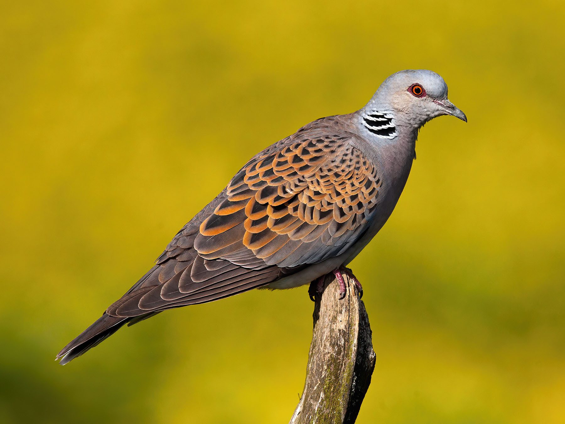 European Turtle-dove