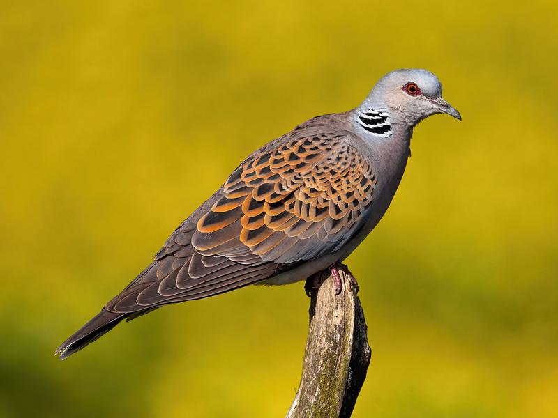 Mourning Dove Bird Facts Zenaida Macroura Birdfact mourning-dove-bird-facts-zenaida-macroura-birdfact