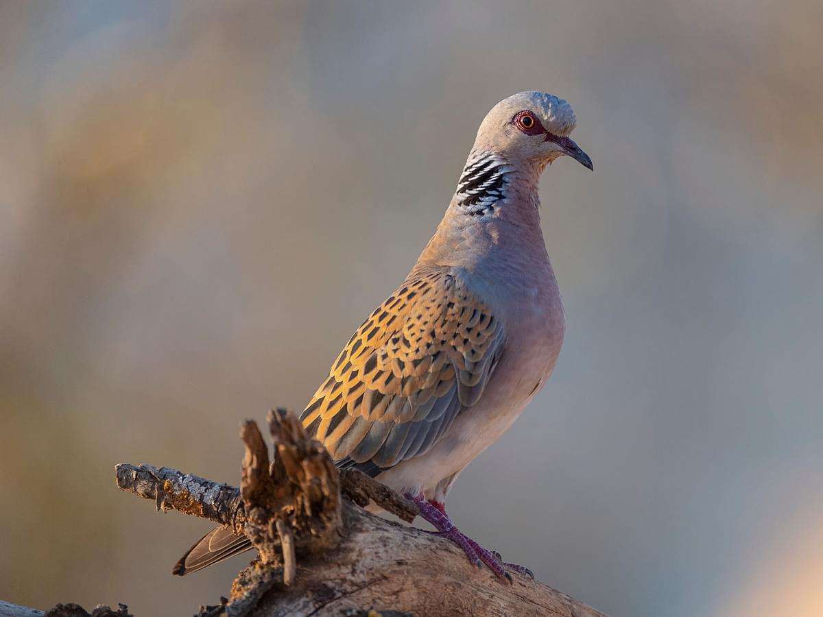 Close up of a perched Turtle Dove