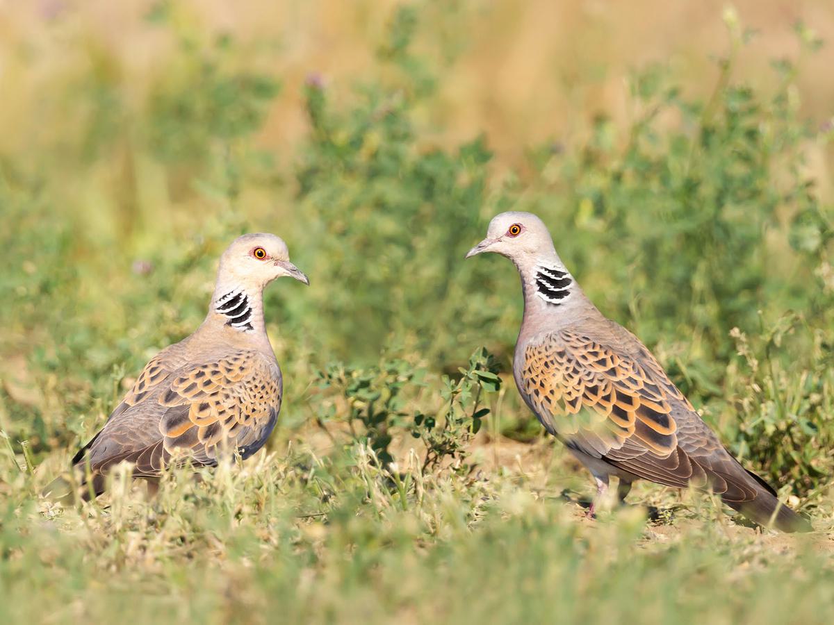 A pair of Turtle Doves foraging on the ground