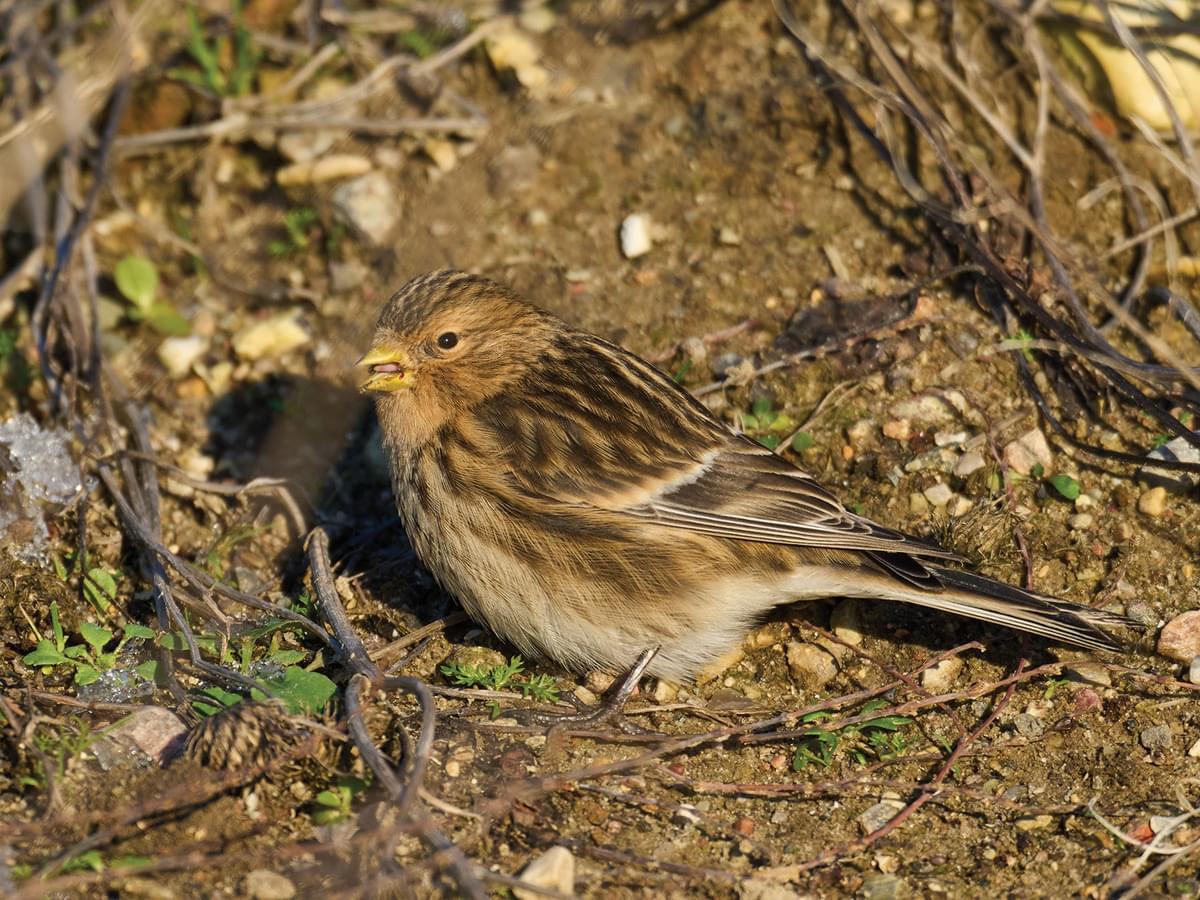 Twite bird eating seeds from the ground