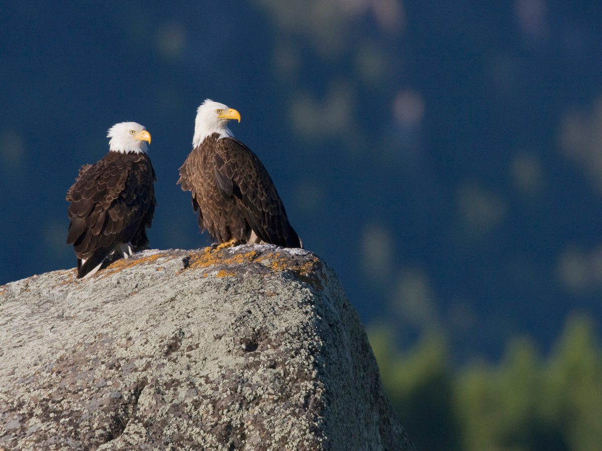 Do Bald Eagles Mate For Life Birdfact do-bald-eagles-mate-for-life-birdfact