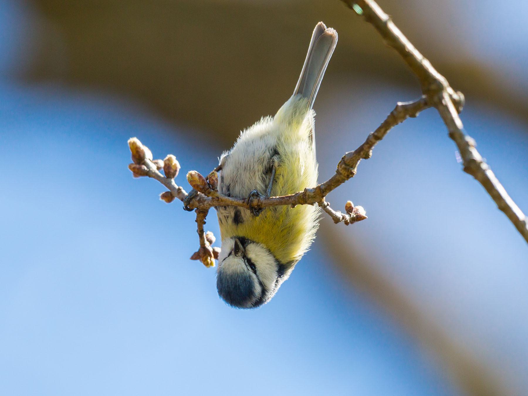 Tit Birds in the UK: Species Guide