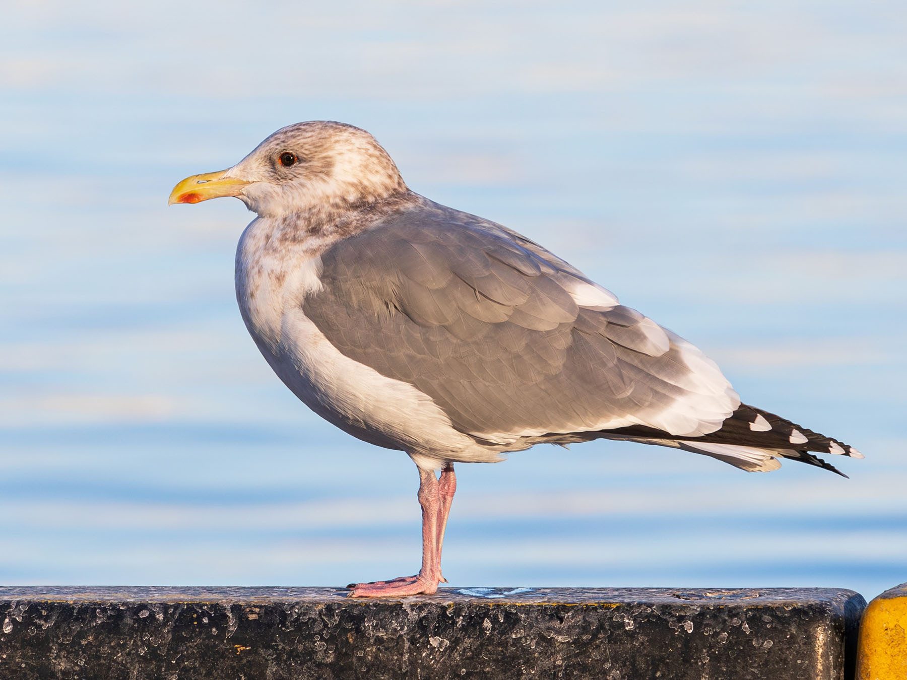 Vega Gull