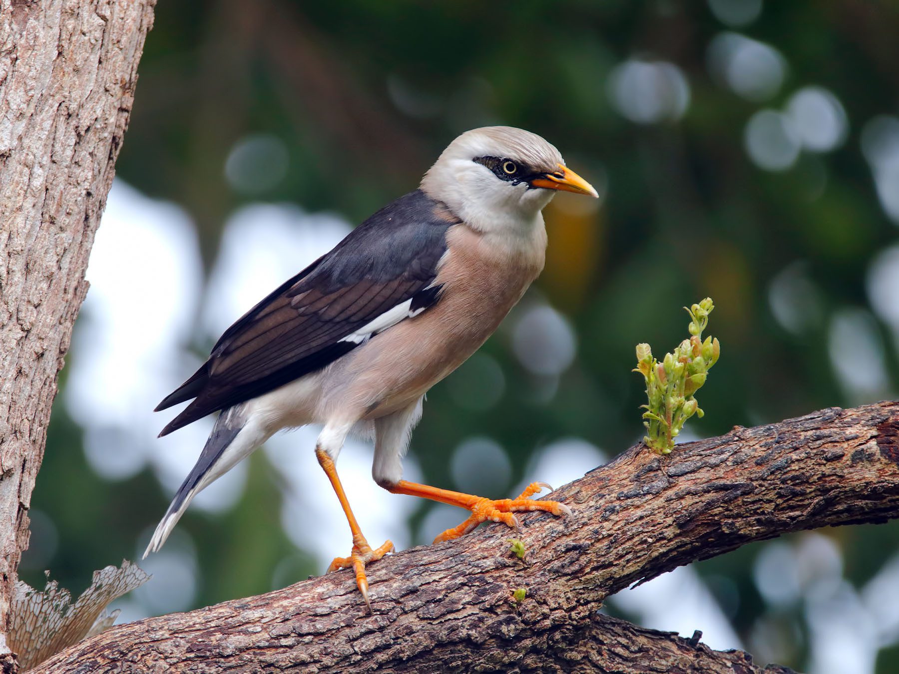 Vinous-breasted Myna