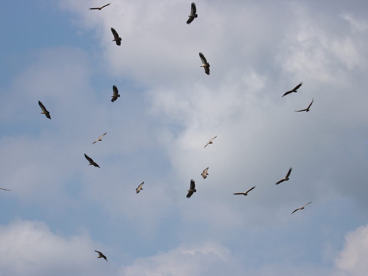 A large flock of vultures circling in the sky