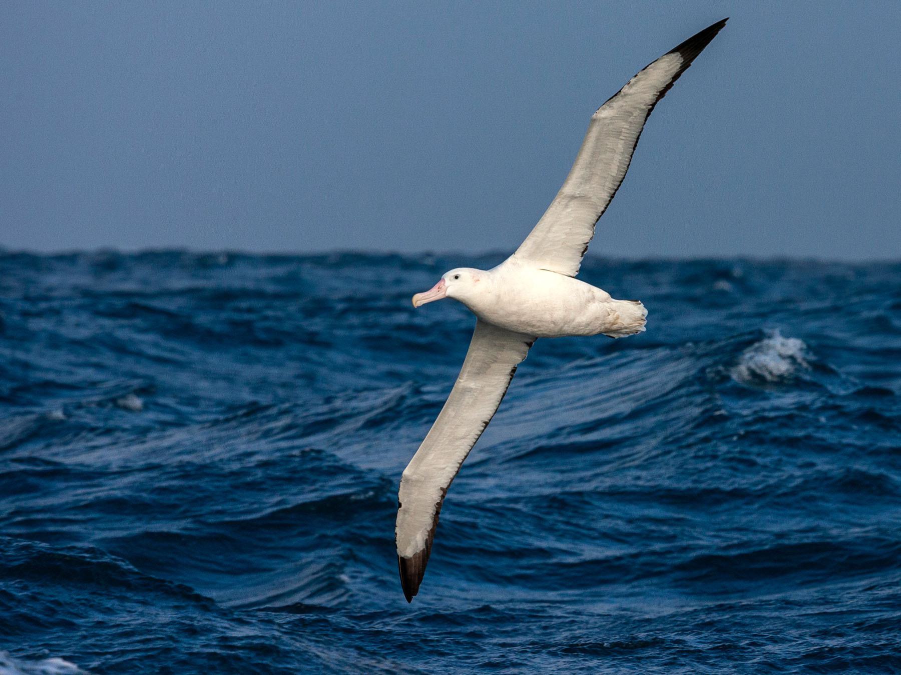 Wandering Albatross Bird Facts (Diomedea exulans) | Birdfact