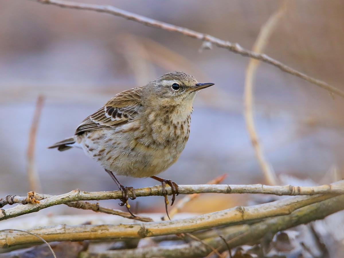 Water Pipits can generally be found in mountainous regions