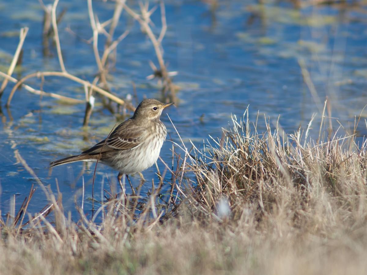Water Pipit, pictured at Gallocanta Lagoon Natural Reserve, Aragon, Spain