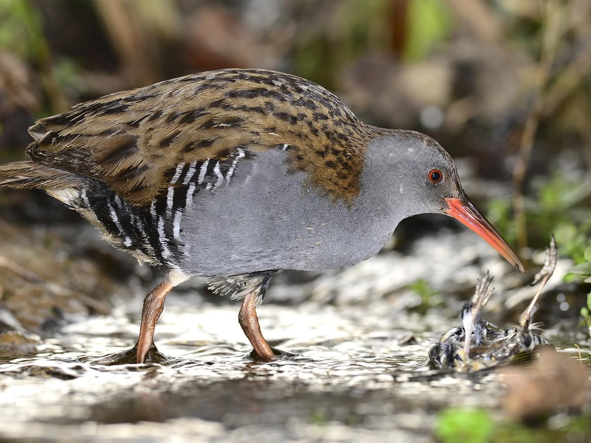 Water Rail foraging for food
