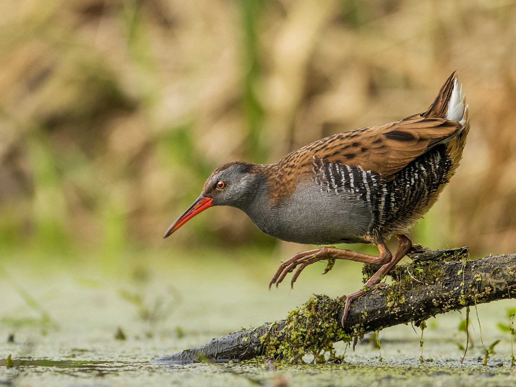 Water Rail Bird Facts (Rallus aquaticus) | Birdfact