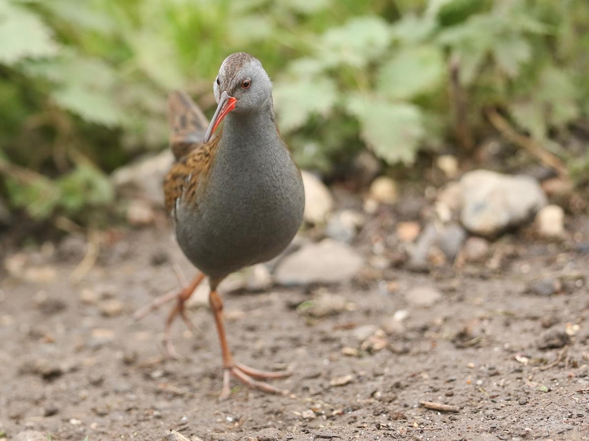 Water Rail searching for food alongside the riverbank
