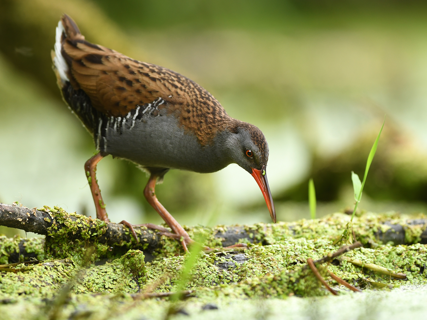 Water Rail Bird Facts (Rallus aquaticus) | Birdfact