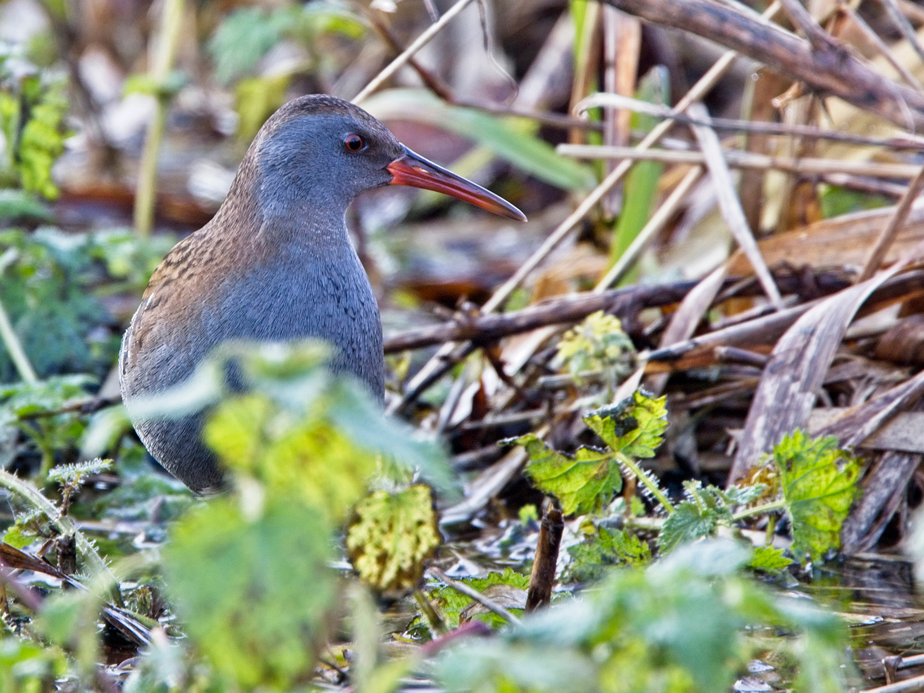 Water Rail Bird Facts (Rallus aquaticus) | Birdfact