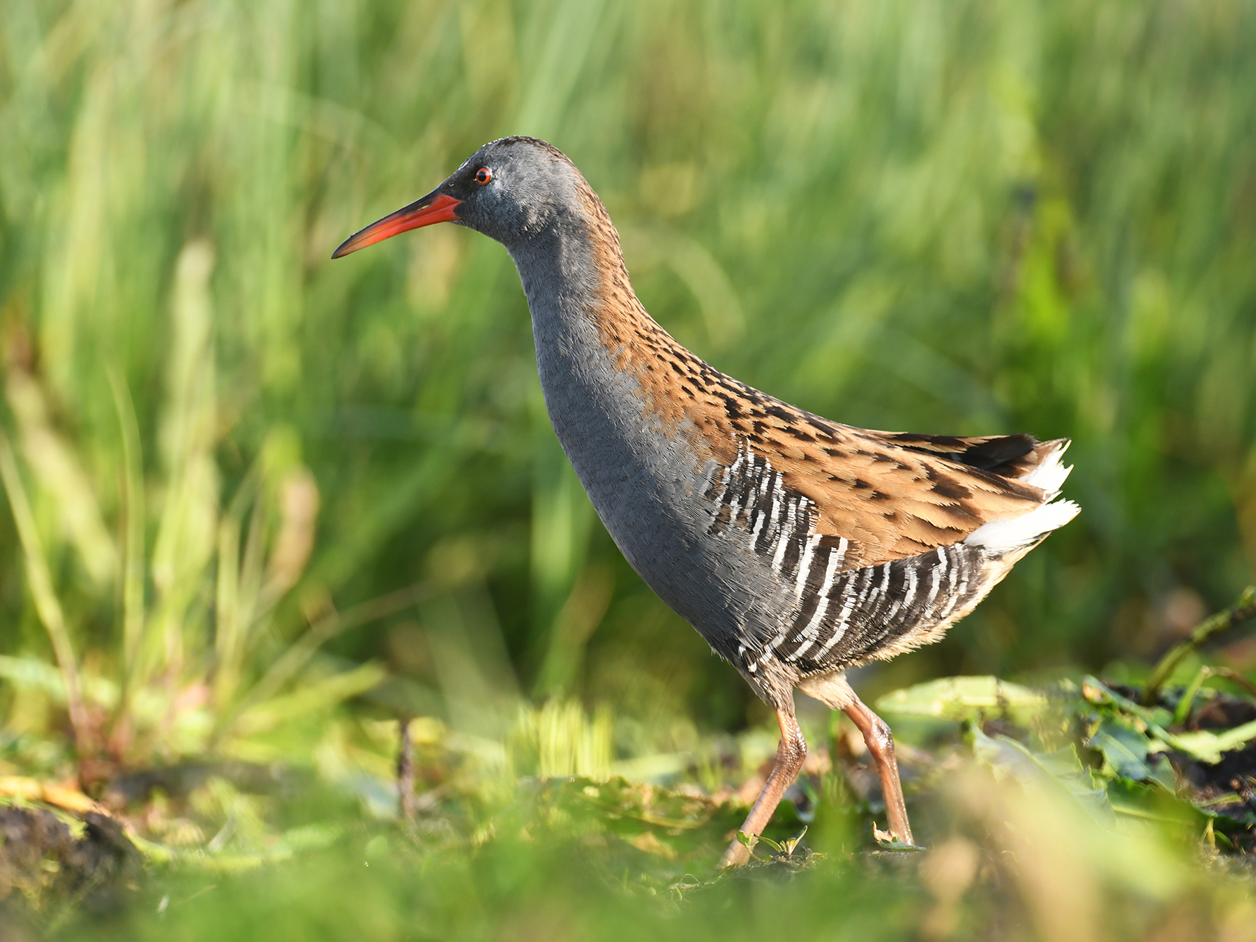 Water Rail Bird Facts (Rallus aquaticus) | Birdfact