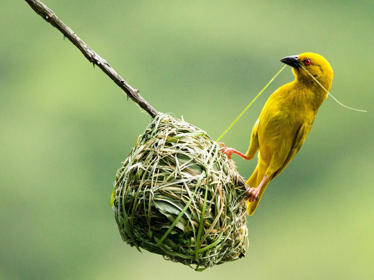 How Do Birds Build Nests? (5 Key Types) Birdfact