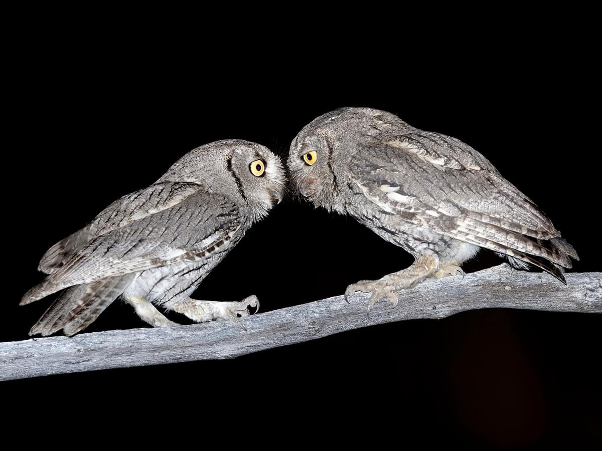 Pair of Western Screech-Owls