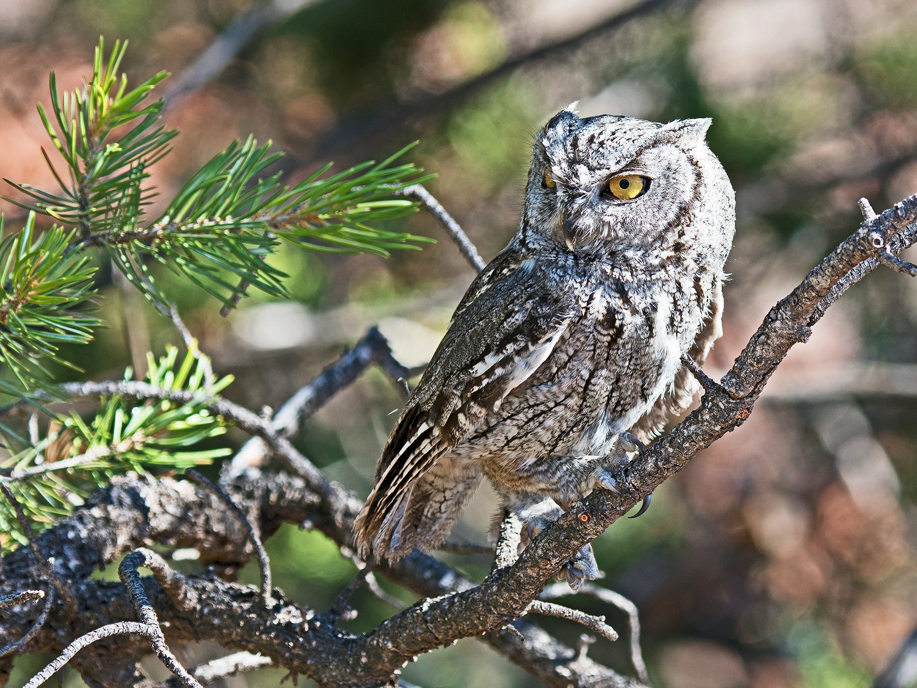 Western Screech-owl