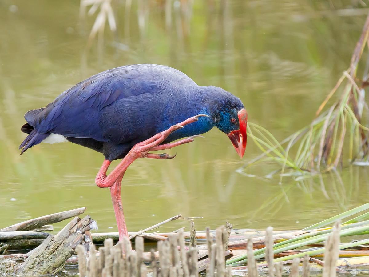 Western Swamphen resting by the river