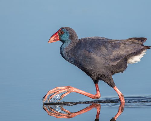 Rallidae
