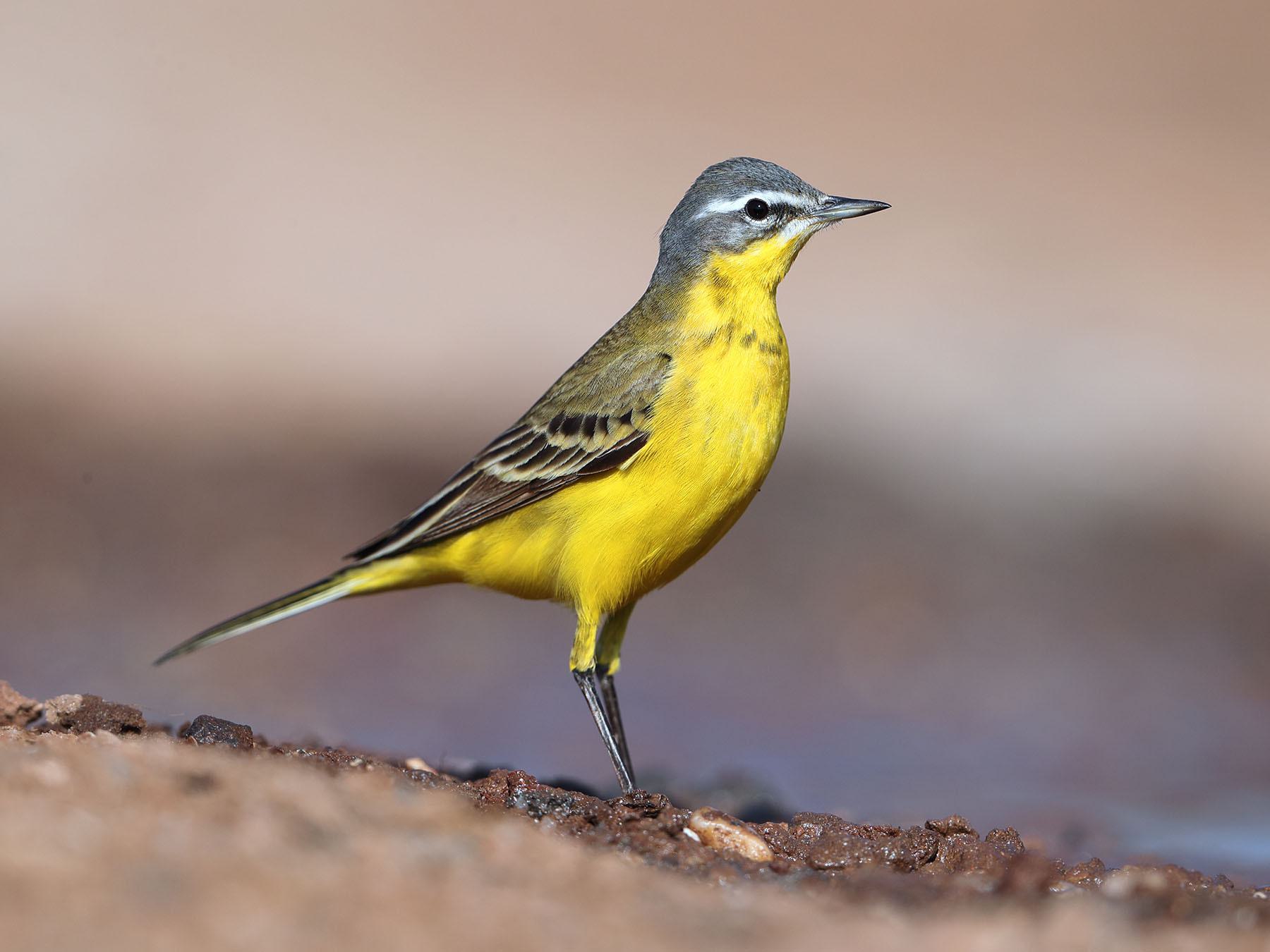 Yellow Wagtail