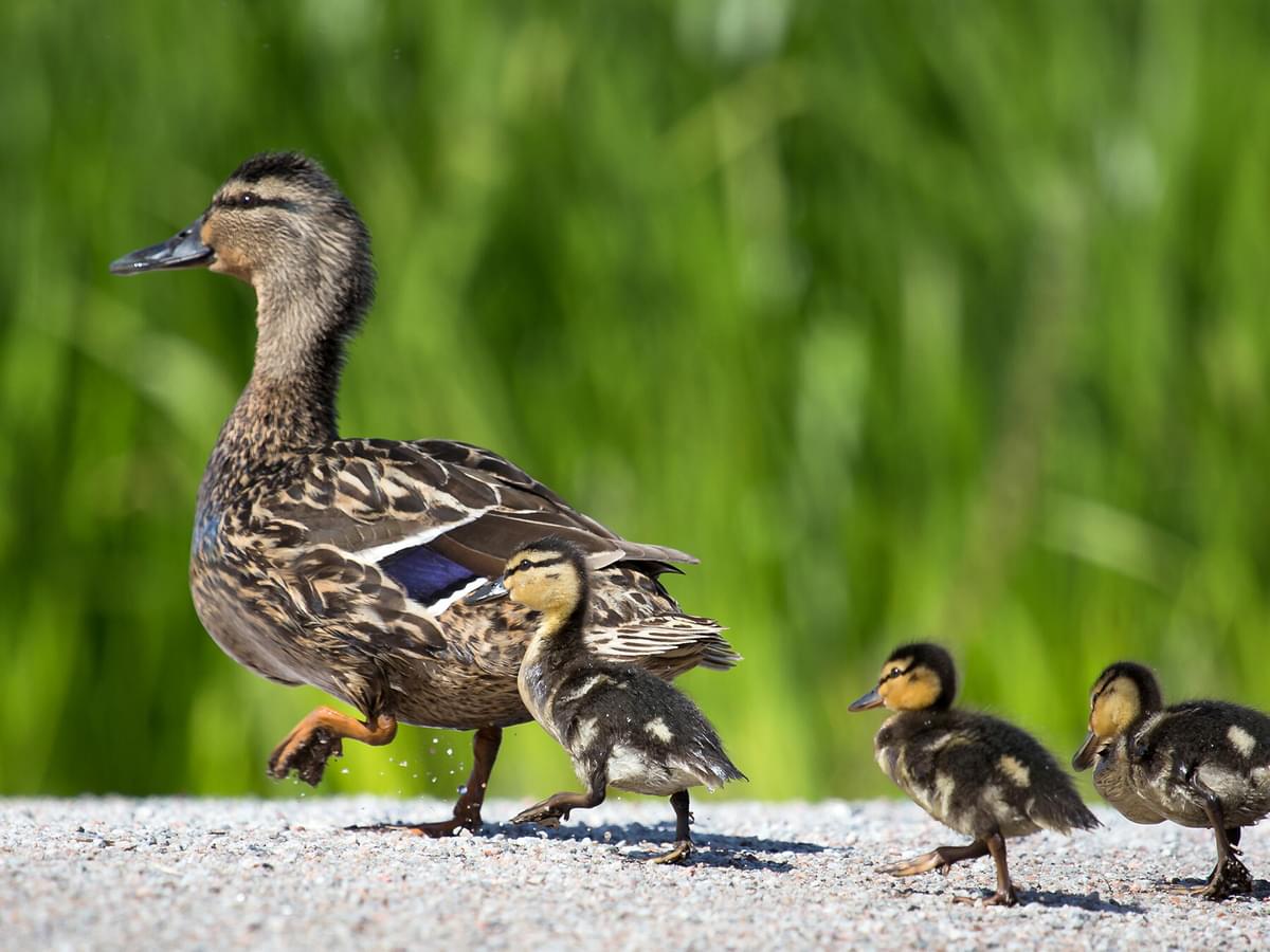 What Are Ducks’ Feet Called? A Guide to Understanding Webbed Feet