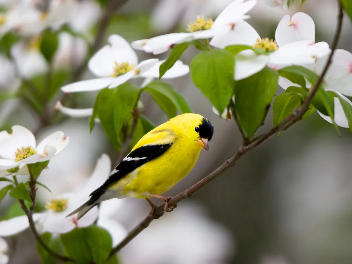 What Do American Goldfinches Eat? (Complete Guide)