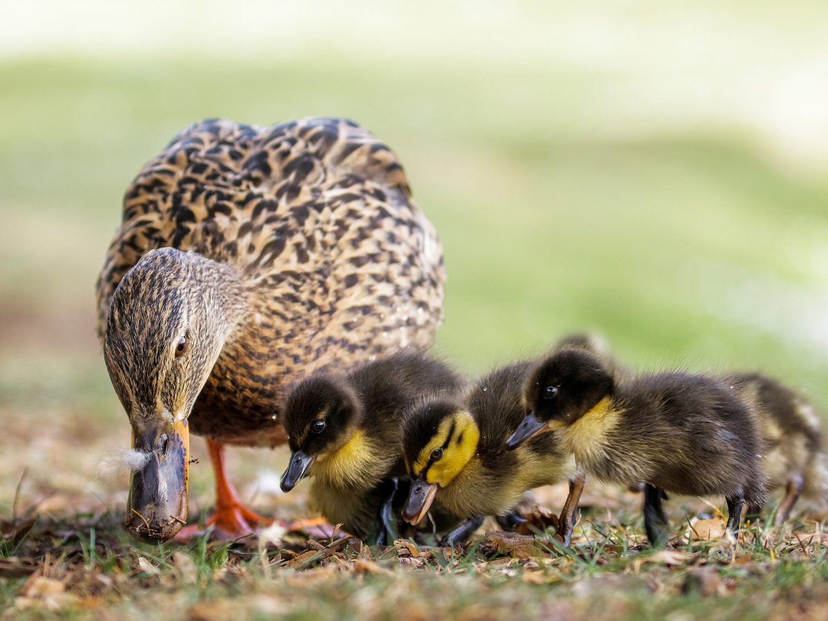 Baby Ducks (Ducklings): Complete Guide with Pictures | Birdfact