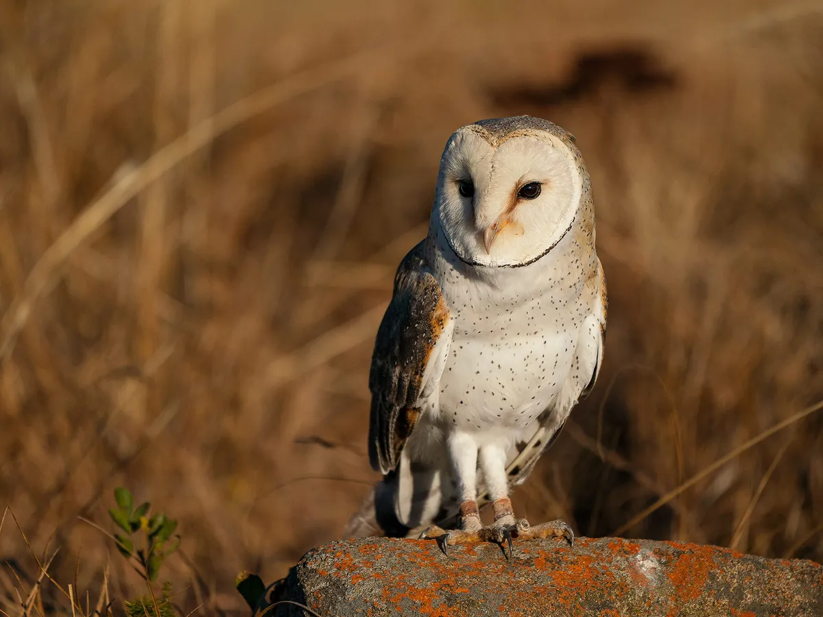 What is a Group of Owls Called? (Complete Guide) | Birdfact