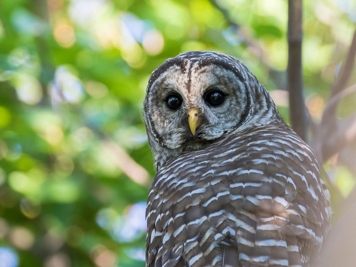 What Do Barred Owls Eat? (Hoot Owl Diet)