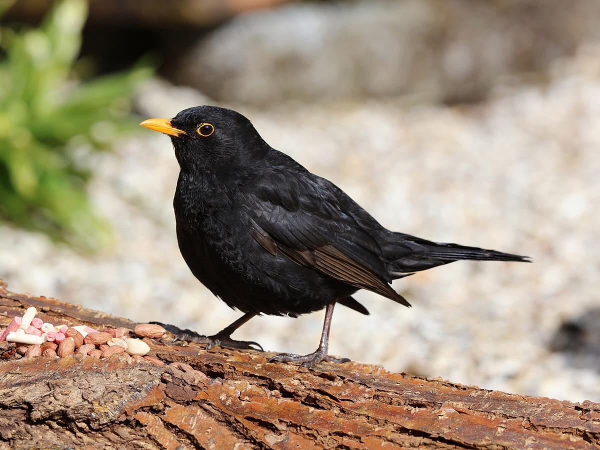 What Do Blackbirds Eat? (Feeding, Attracting, Habits + Behaviour)