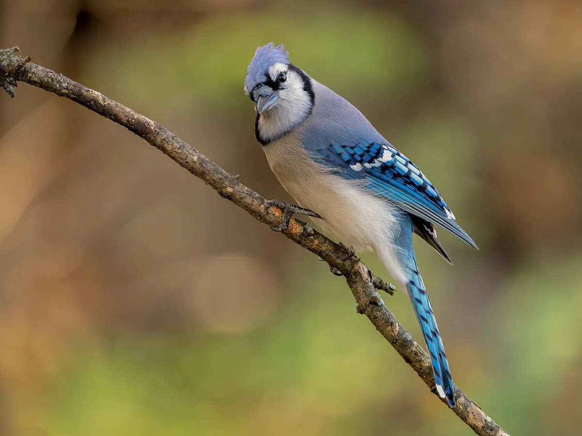 What Do Blue Jays Eat? (Complete Guide)