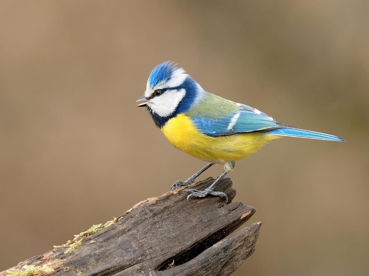 What Do Blue Tits Eat? (Complete Guide)