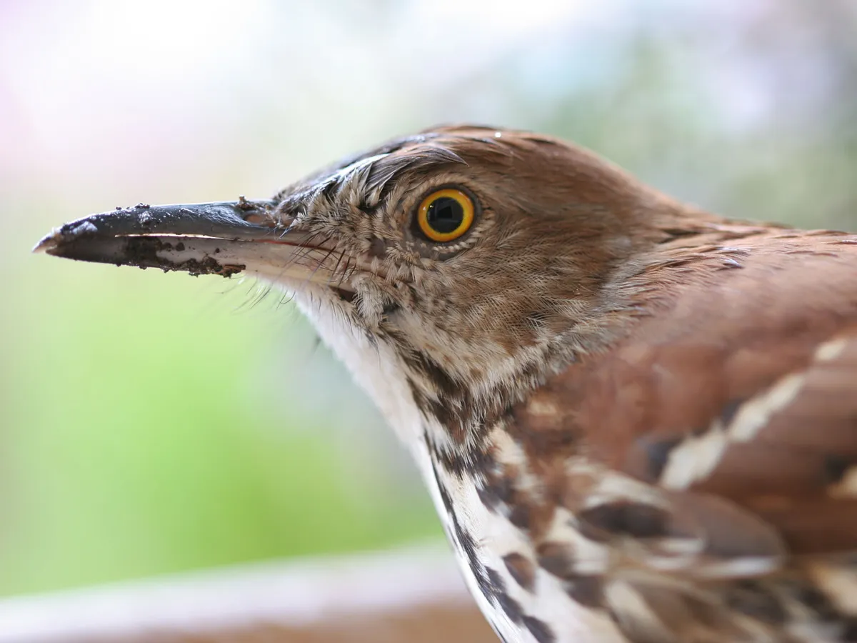 What Do Brown Thrashers Eat? (Complete Guide)