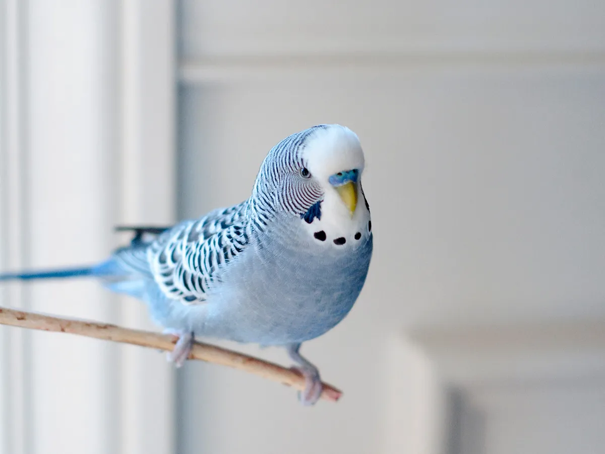 Can Budgies Eat Nectarines? The Ultimate Guide to Budgie Nutrition