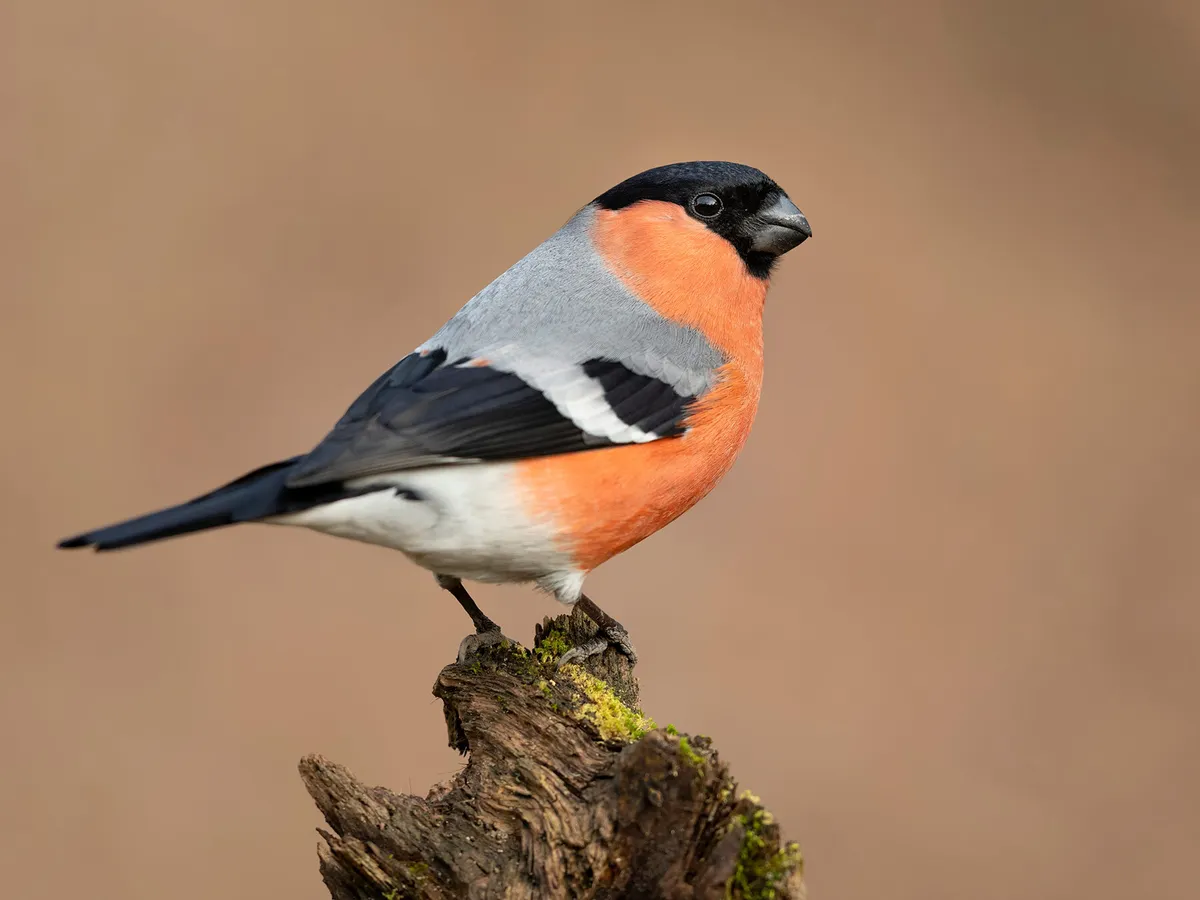 What Do Bullfinches Eat?