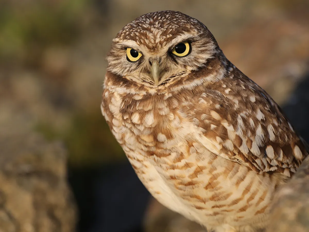 What Do Burrowing Owls Eat? | Birdfact