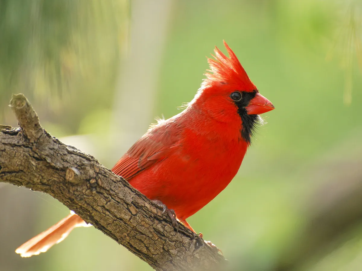 What Do Cardinals Eat? (Complete Guide)