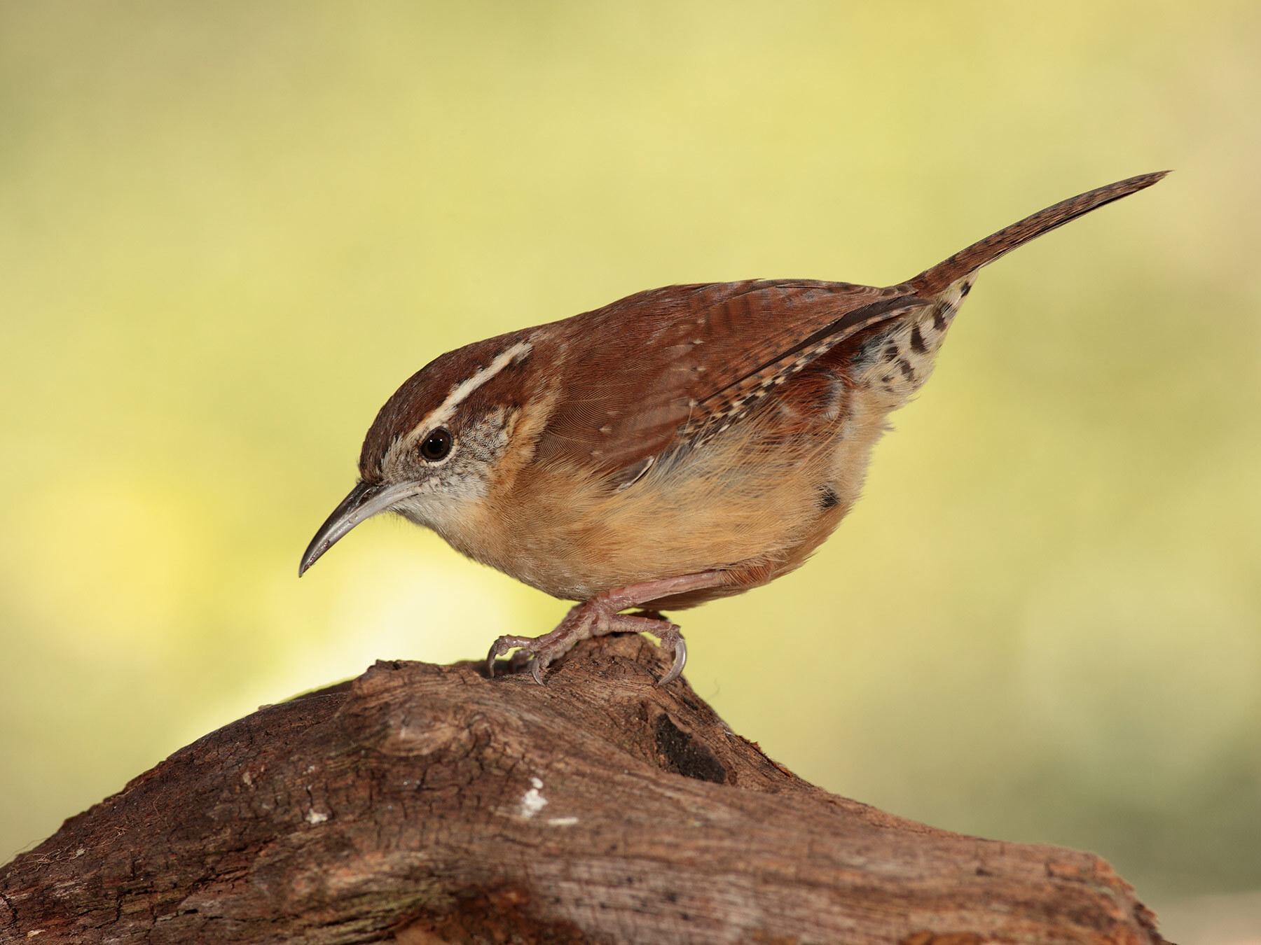 What Do Carolina Wrens Eat? (Complete Guide)