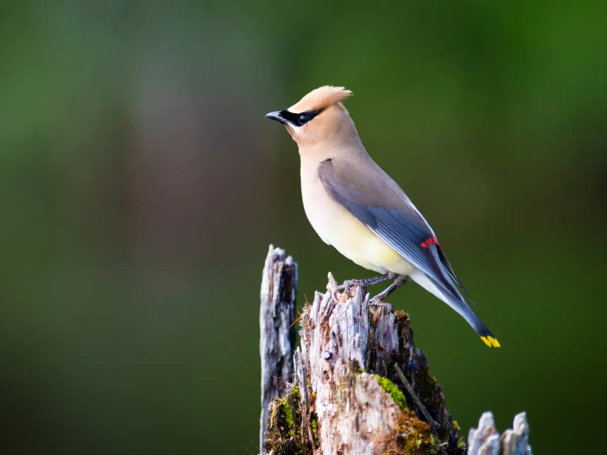 What Do Cedar Waxwings Eat? (Complete Guide)