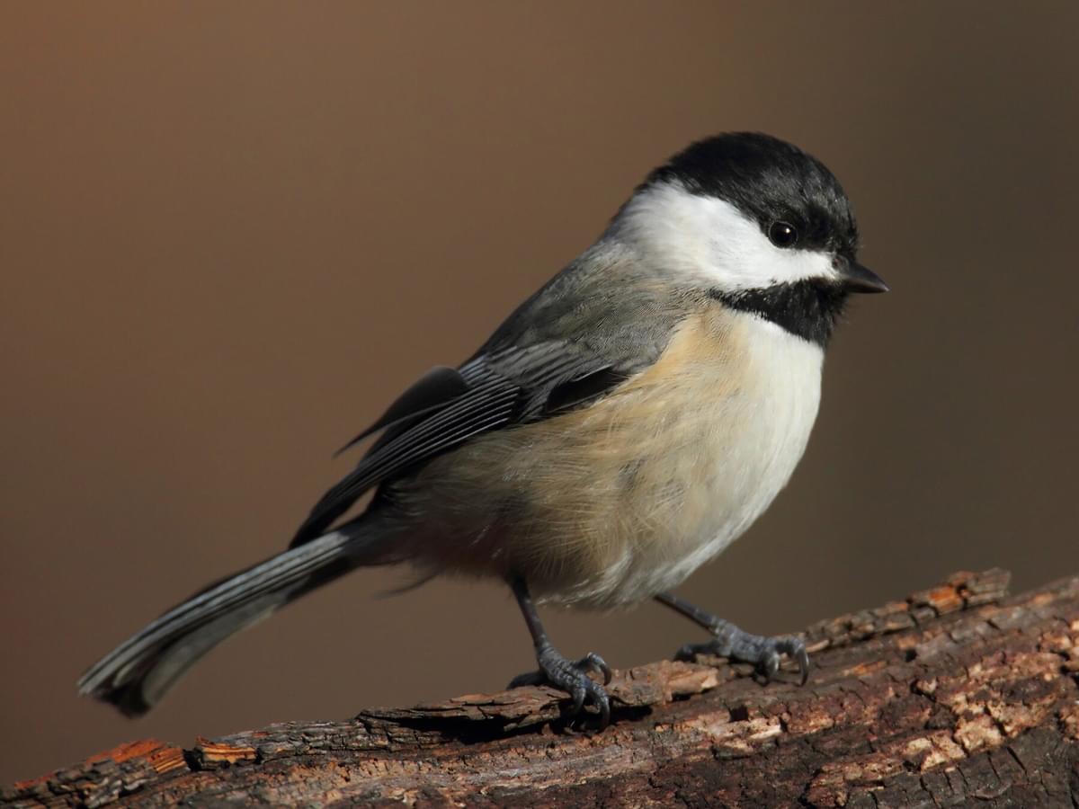 What Do Chickadees Eat? (Complete Guide)