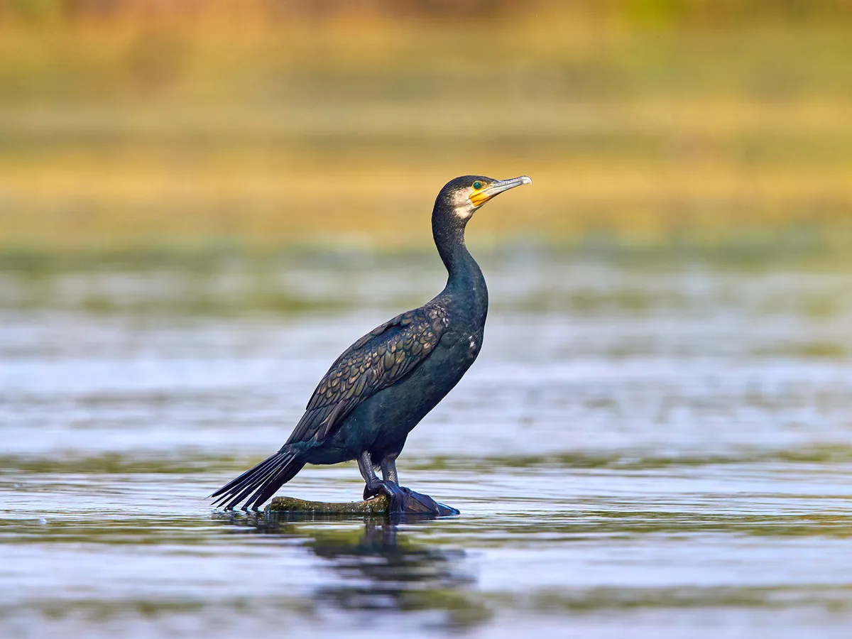 What Do Cormorants Eat? (Complete Guide)