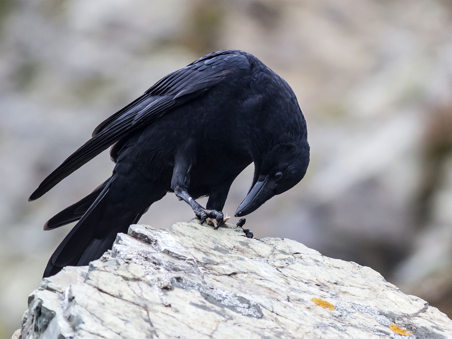 Crows: What They Eat and How They Find Their Food