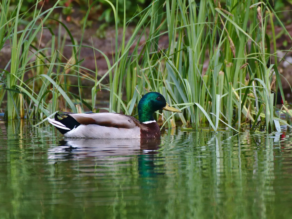 Baby Ducks (Ducklings): Complete Guide with Pictures | Birdfact